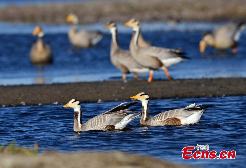 Birds are seen in Bayanblak Wetlands in Hejing County, Northwest China's Xinjiang Uygur Autonomous Region. (Photo/ CNS)