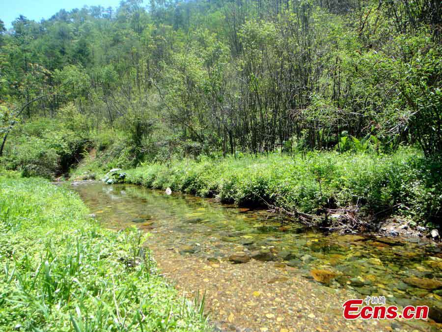 Photo taken on June 5, 2013 shows the scenery of Shennongjia in Central China's Hubei Province. The Sixth China International Eco-Cultural Tourism Festival kicked off here on Wednesday. (CNS/Ai Qiping)