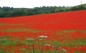 Top 10 flower fields in the world