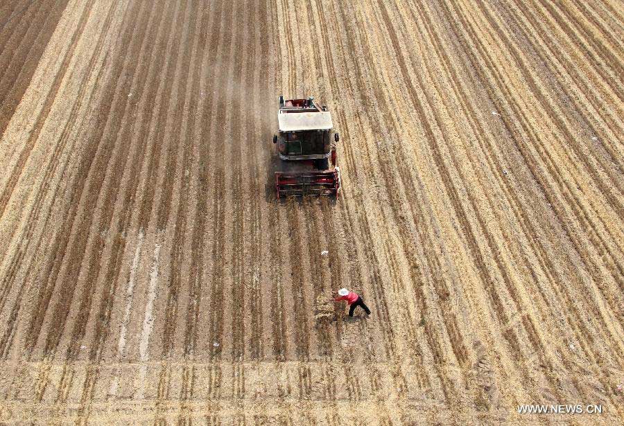 A reaper harvests wheat in farmland in Chengguan Town, Anyang City, central China's Henan Province, June 4, 2013. According to the Ministry of Agriculture, China has harvested 210 million mu (about 14 million hectares) of winter wheat, which accounts for more than 60 percent of the total. (Xinhua/Liu Xiaokun) 