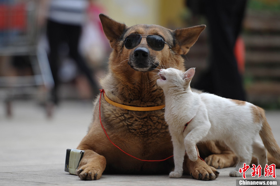 A dog gives a cat a piggyback ride on a street in Kunming, capital of Yunnan Province, June 23, 2013. (CNS/Liu Ranyang)