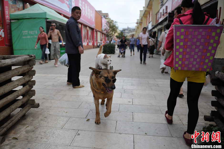 Several pedestrians stop to watch the lovely couple walking with their owner on a street in Kunming, Yunnan province June 23, 2013. (Photo by Liu Ranyang/ Chinanews.com)