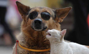 Dog carrying cat down street: sweet couple