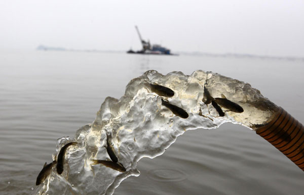 A large number of fish are released into Poyang Lake, Duchang county, East China's Jiangxi province, June 26, 2013. More than 20 million young fish were released into Poyang Lake by local fisheries and administration departments to enhance fish resources. [Photo/Xinhua]