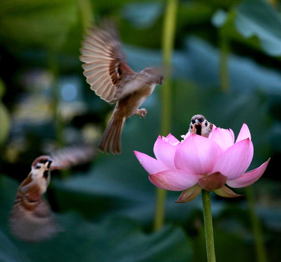 Sparrows fly around a lotus flower at Zizhuyuan Park in Beijing, capital of China, July 5, 2013. (Xinhua/Wang Xibao)