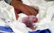 Giant panda cub born in Taipei Zoo