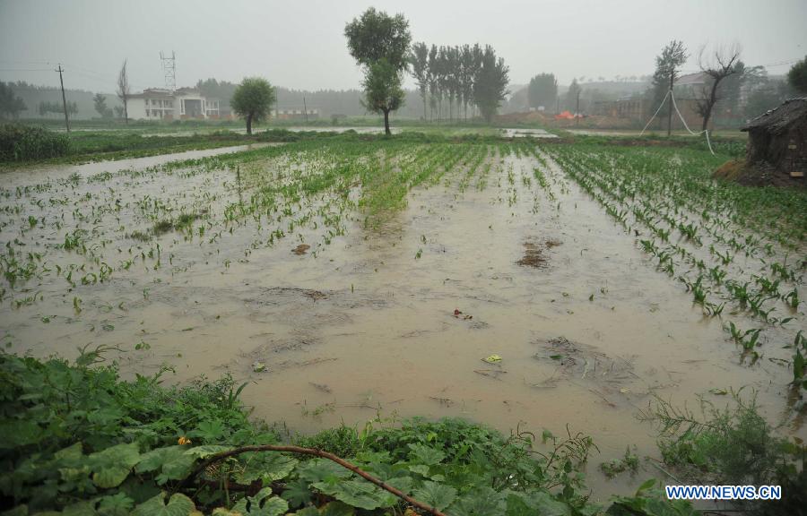 Crops are flooded at rain-hit Duanjiazhuang Village in Xinjiang County of Yuncheng City, north China's Shanxi Province, July 10, 2013. Heavy rainfall hit many parts of Shanxi from Tuesday night. (Xinhua/Gao Xinsheng)