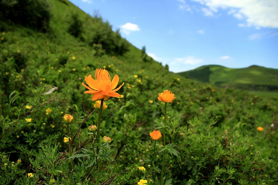 The special climate and geographical position at the junction of the North China Plain and the Inner Mongolia Grasslands give Bashang Grassland its unique natural landscapes and make it a popular destination for tourists and photographers. (China.org.cn)