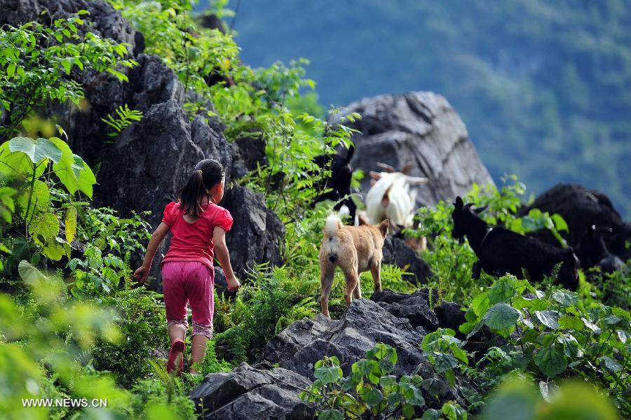 Five-year-old Lan Xiaoxue herds the goats in Nongyong Village of Dahua Yao Autonomous County in south China's Guangxi Zhuang Autonomous Region, July 14, 2013. Children here help their family herd goats in their summer vacation as goats breeding was the major income of local families. (Xinhua/Huang Xiaobang)