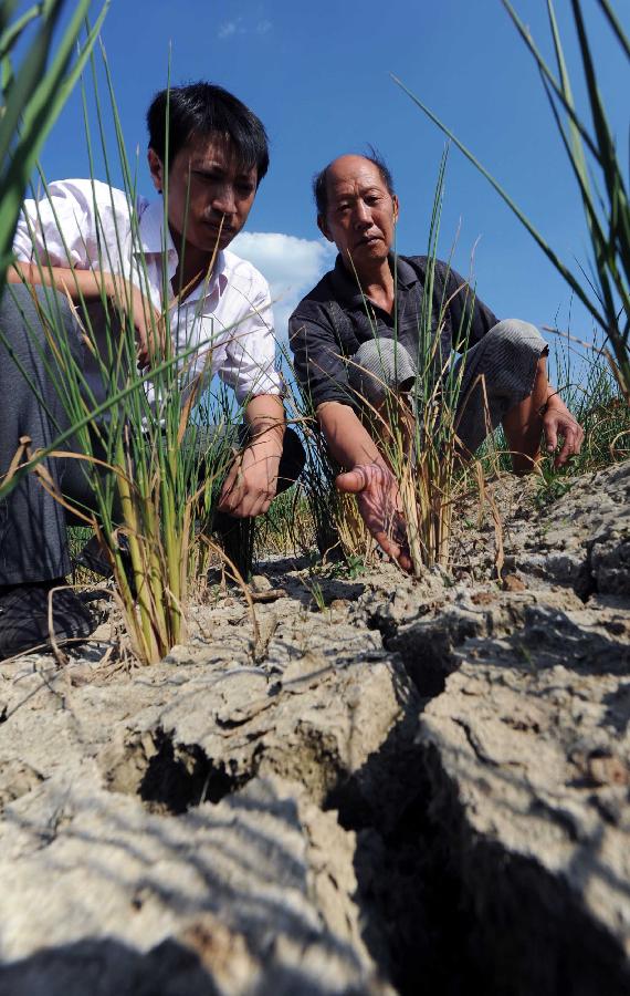 Local residents show the dried crops in the Jinba Village of Jinsha County, southwest China's Guizhou Province, July 31, 2013. Lingering droughts in Guizhou have affected more than 12 million people. Over 2 million people lack adequate supplies of drinking water, and a total of 847,300 hectares of farmland is damaged by the drought. (Xinhua/Yang Ying)