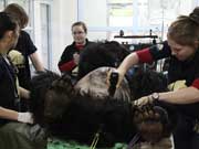 Chengdu stores ban bear bile