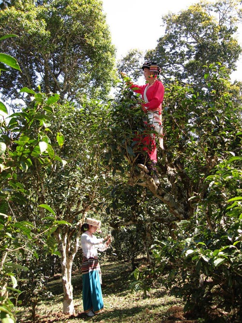 Pu'er Tea Festival 