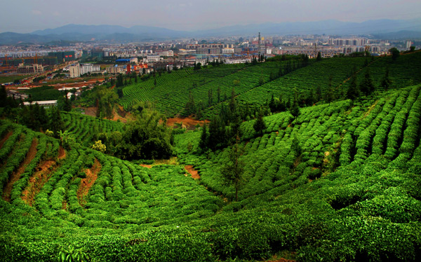 Pu'er enters final sprint stage for building national garden city