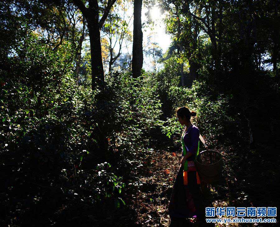 The Scent of Time — Tea Time on the Jingmai Mountain