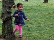 Cherry blossoms reach peak bloom in Washington D.C.