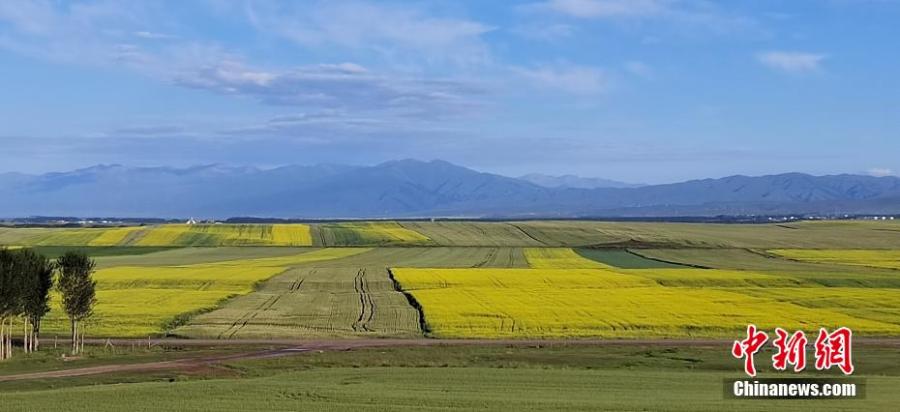 Sea of cole flowers in Xinjiang