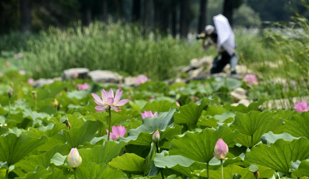 In pics: blooming lotus flowers at Yuanmingyuan Park in Beijing