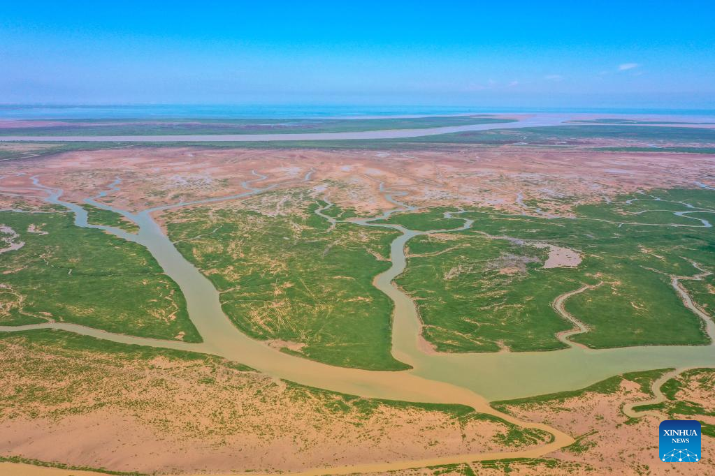 Scenery of Yellow River Delta National Nature Reserve, E China's Shandong